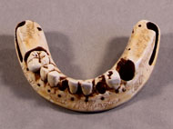 denturefacsimilie plaster-cast facsimile of George Washington’s lower denture