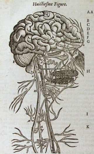 Ambroise Paré, The brain and nerves of the head and neck, p134, Les Oeuvres 