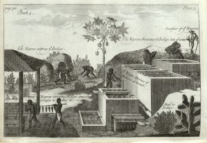 Indigo preparation, plate 35, Compleat History of Drugs