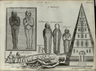 Mummy, plate 69,  Compleat History of Drugs