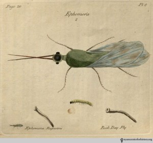 Plate 8: Ephemera rupestris, the Rock Day Fly. Click to enlarge.