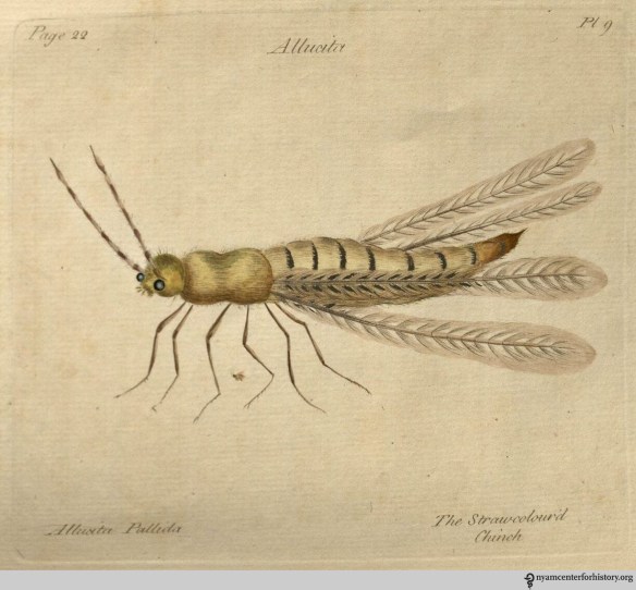 Plate 9, Allucita Pallida, "The Straw-colour'd Chinch."