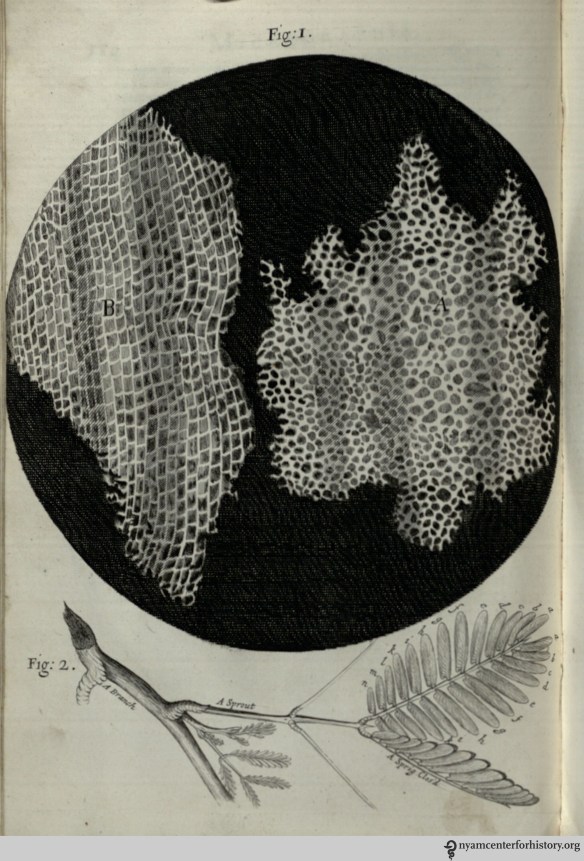 In his observation on cork, Hooke compared its structure to that of honeycomb and. He discovered plant cells, “which were indeed the first microscopical pores I ever saw, and perhaps that were ever seen…,” and coined the term “cell.” 