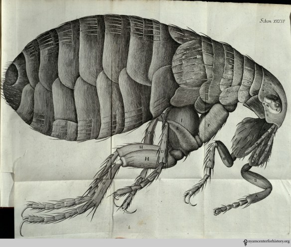 The flea is one of several fold-out plates in the book. Again, Hooke has a scientist’s appreciation for the insect, commenting equally on its strength and beauty. He is particularly fascinated with the anatomy of its legs and joints, which “are so adapted, that he can…fold them short within another, and suddenly stretch, or spring them out to their whole length.” 