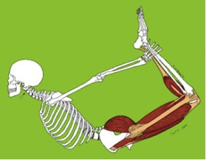 "Dhanurasana illustration" by Kriota Willberg