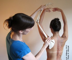 Willberg anatomy drawing. Model: Wendy Chu 