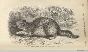 Darwin, Charles. The expression of the emotions in man and animals. London: J. Murray, 1872.