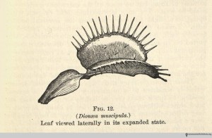 From Darwin, Charles. Insectivorous Plants. New York: Appleton, 1904. 