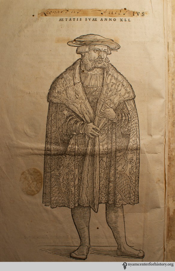 Fuchs, De historia stirpium commentarii insignes, 1542. Click to enlarge.