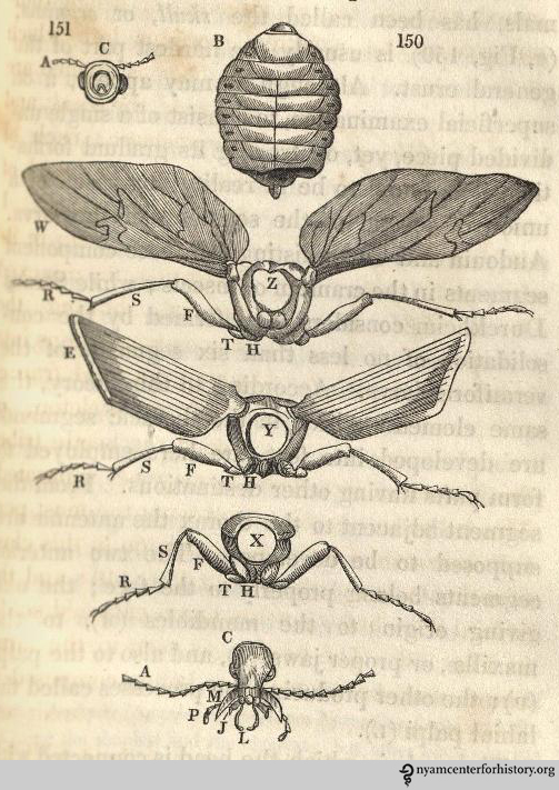 “Several detached segments, on an enlarged scale” of the beetle Calosoma sycophanta. Animal and Vegetable Physiology, 1834, p. 321 