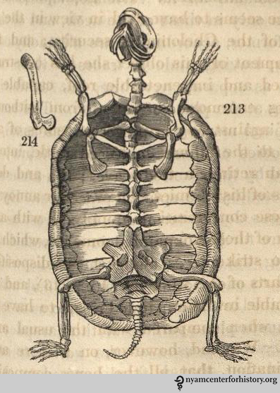 “All the bones composing the skeleton in other vertebrate animals exist also in the tortoise.” Animal and Vegetable Physiology, 1834, p. 465.