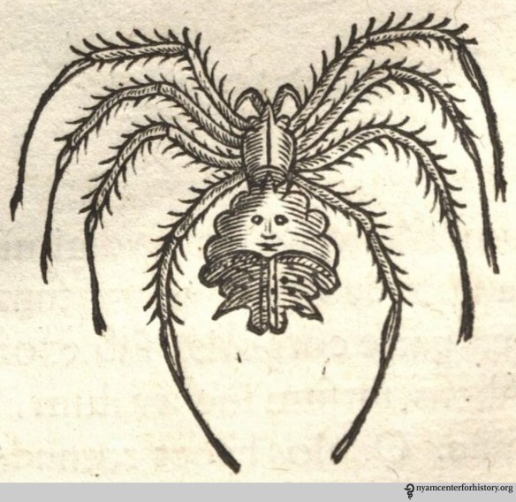 Spider on page 248 of Historia naturalis Brasiliae, 1648. Click to enlarge.