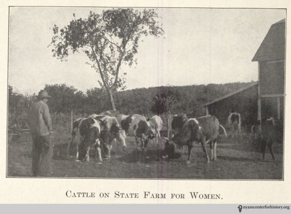 "Cattle on State Farm for Women." In "The Modern Way," 1913, page 20.