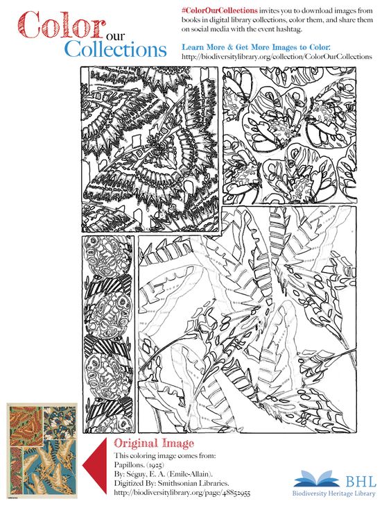 A coloring sheet from the Biodiversity Heritage Library, featuring Seguy, Papillons, 1925.