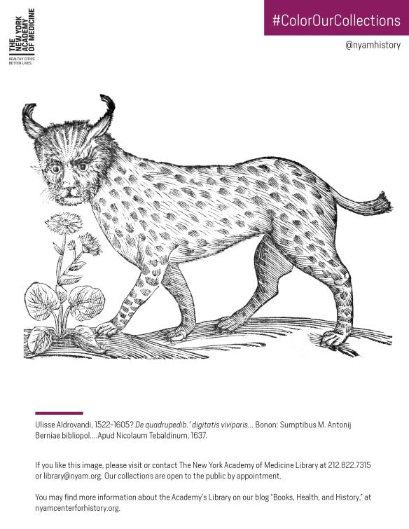 Lynx from Aldrovandi's De quadrupedib. digitatis viviparis, 1637. Click to download the PDF coloring sheet.