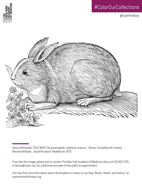 Rabbit in Ulisse Aldrovandi, De quadrupedib. digitatis viviparis, 1637. Click to download the PDF coloring sheet.