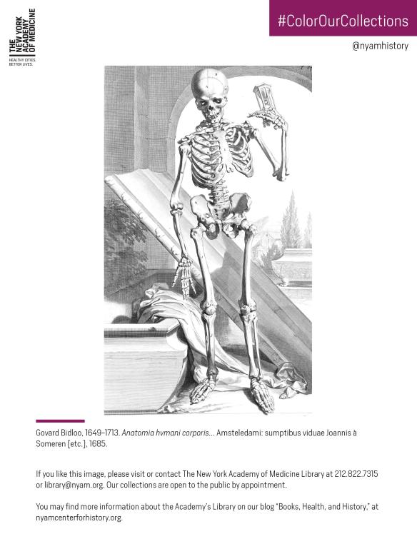Skeleton in Bidloo's Anatomia hvmani corporis..., 1685.