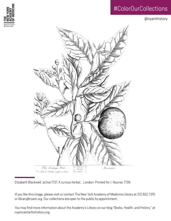 Orange tree in Blackwell's A Curious Herbal, 1739.