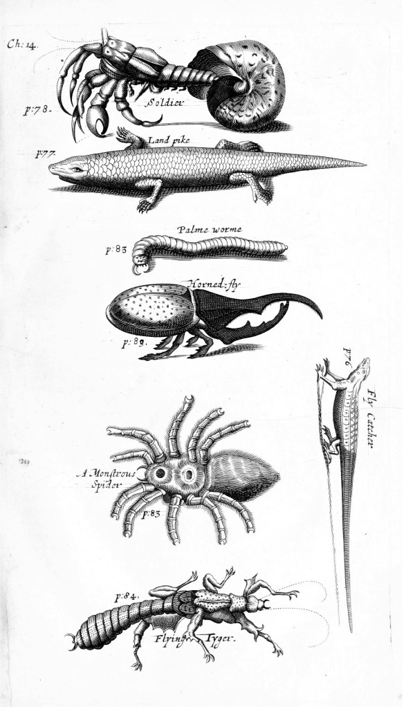 Illustration from The history of the Caribby-islands , 1666. Courtesy of DPLA.