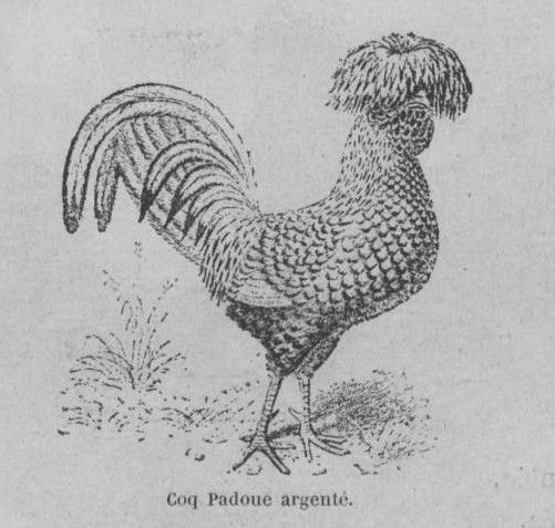 Coq Padoue argenté. Basse-cour, faisanderie et volière : l'élevage à la Croix-verte, Autun, par Et. Lagrange,... Nouvelle édition. 1892. Courtesy of Bibliothèque Bourguignonne.