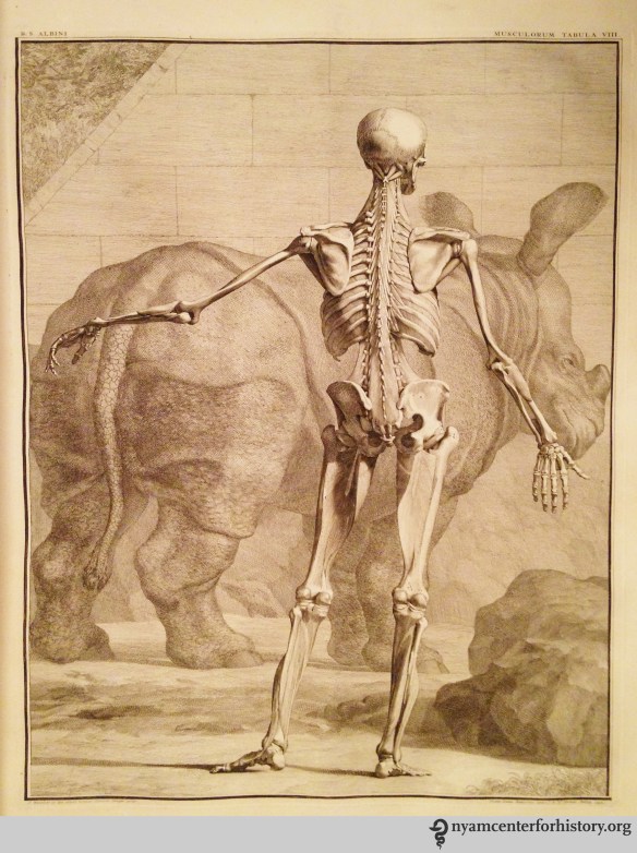Tab. VIII in Albinus, Tabulae sceleti et musculorum corporis humani, 1749.