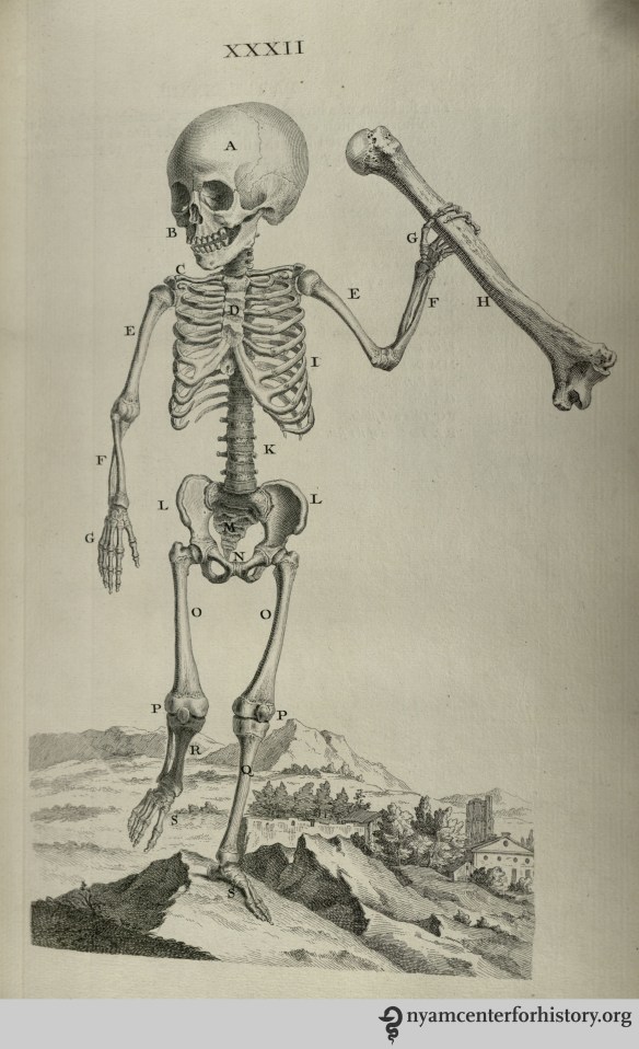 Plate XXXIII in Cheselden, Osteographia, 1733.