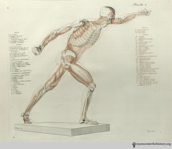Planche 11 in Salvage, Anatomie du gladiateur combattant, 1812.