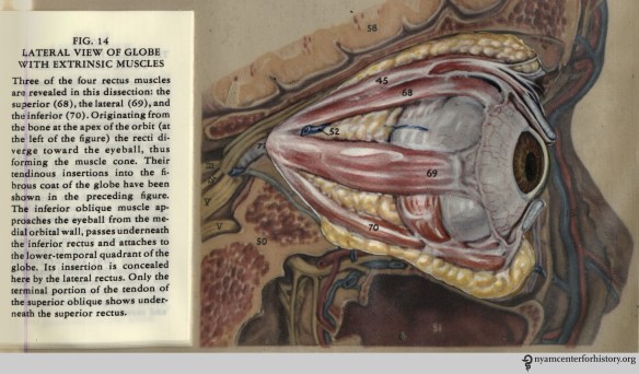 Figure 14 in Kronfeld, The Human Eye in Anatomical Transparencies, 1943. Click to enlarge.