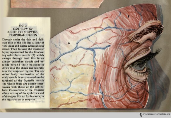 Figure II in Kronfeld, The Human Eye in Anatomical Transparencies, 1943. Click to enlarge.