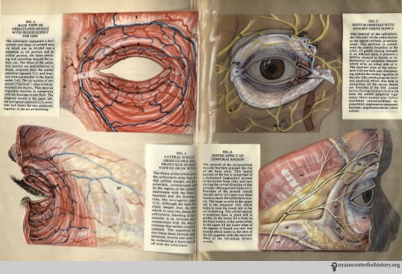 Figues 3-6 in Kronfeld, The Human Eye in Anatomical Transparencies, 1943. Click to enlarge.