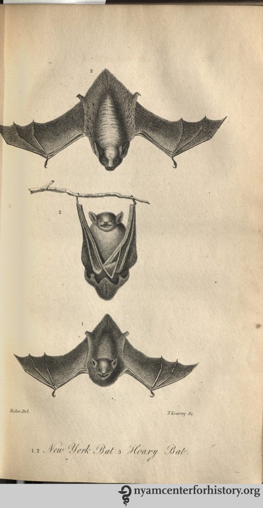 godman_americannaturalhistory_1826_v1_bats