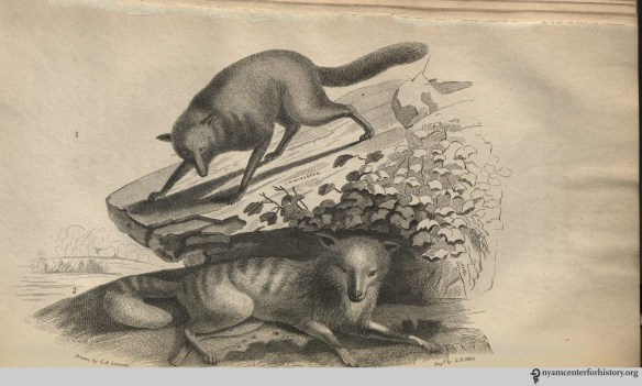 godman_americannaturalhistory_1826_v1_commonwolf_duskywolf_watermark