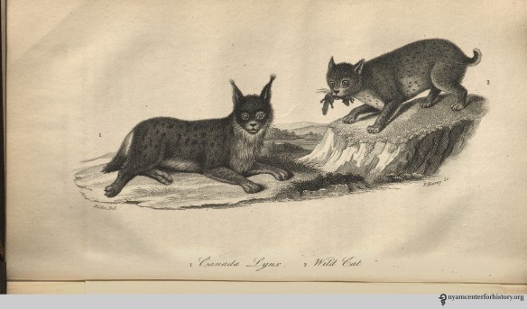godman_americannaturalhistory_1826_v1_lynxandwildcat_watermark