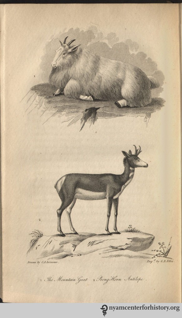 godman_americannaturalhistory_1826_v2_goatandantilope_watermark