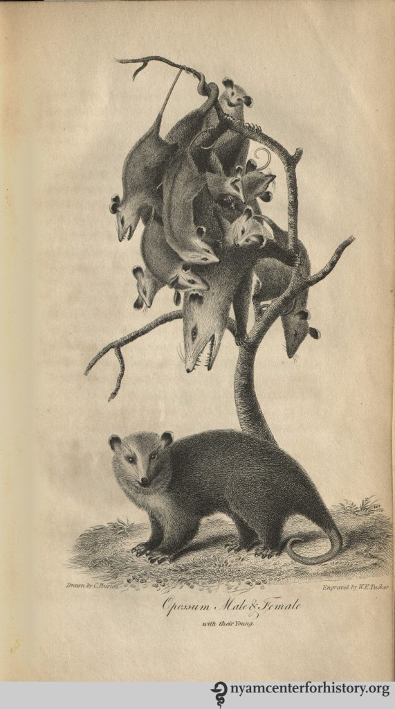 godman_americannaturalhistory_1826_v2_opossums_watermark