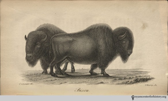 godman_americannaturalhistory_1828_v3_bison_watermark