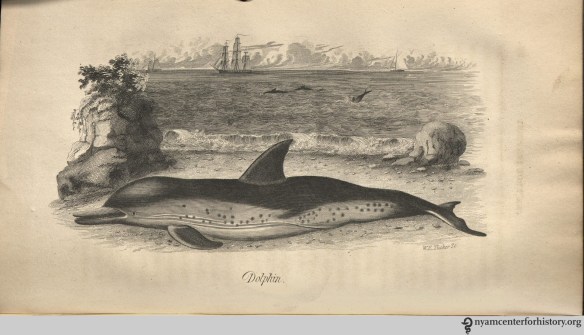 godman_americannaturalhistory_1828_v3_dolphin_watermark