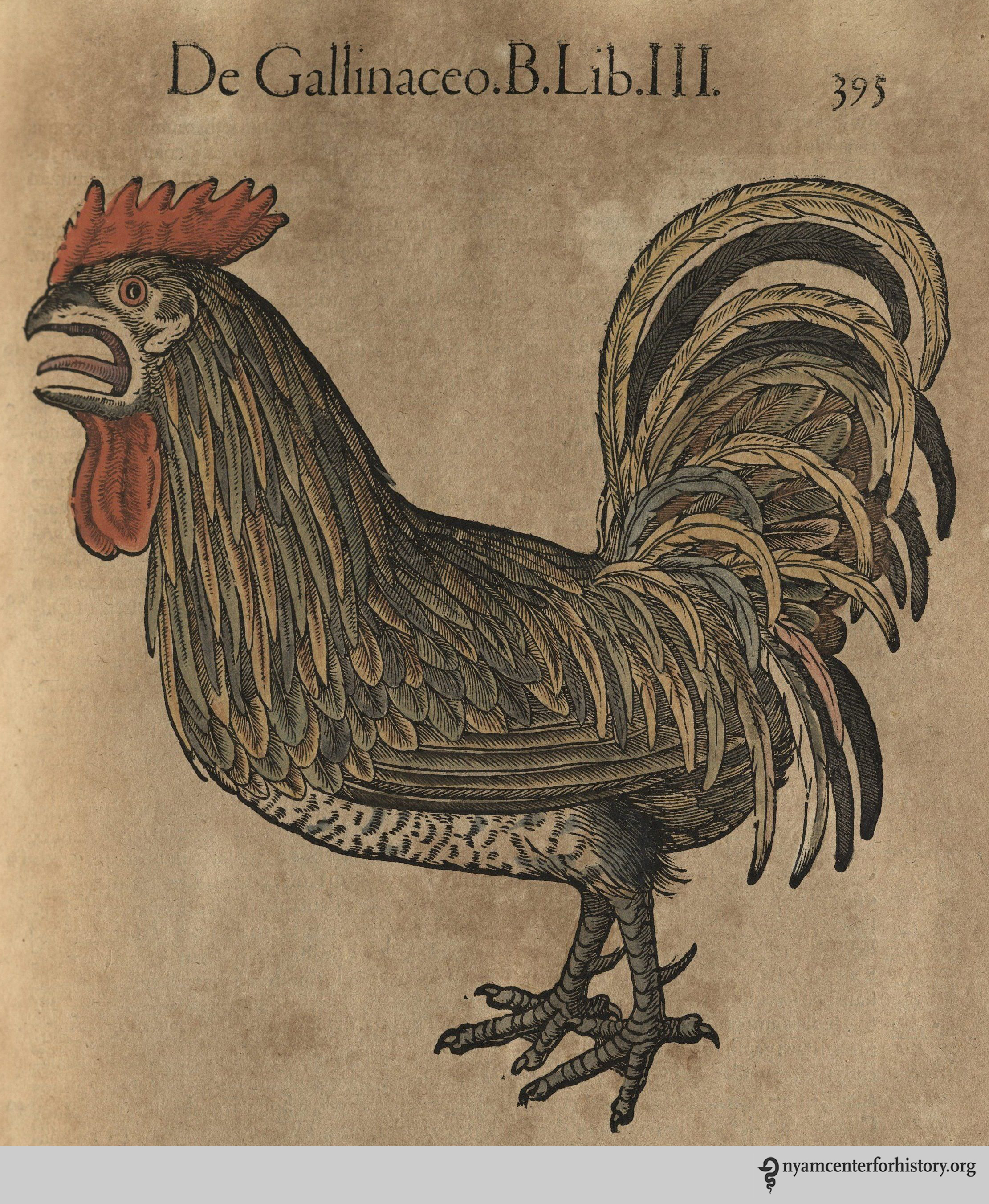 gesner_historiae_v3_1585_395rooster_watermark