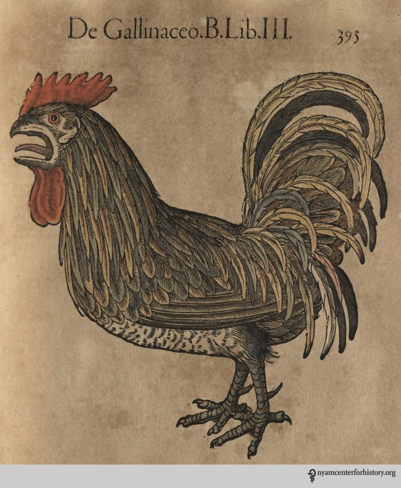 gesner_historiae_v3_1585_395rooster_watermark