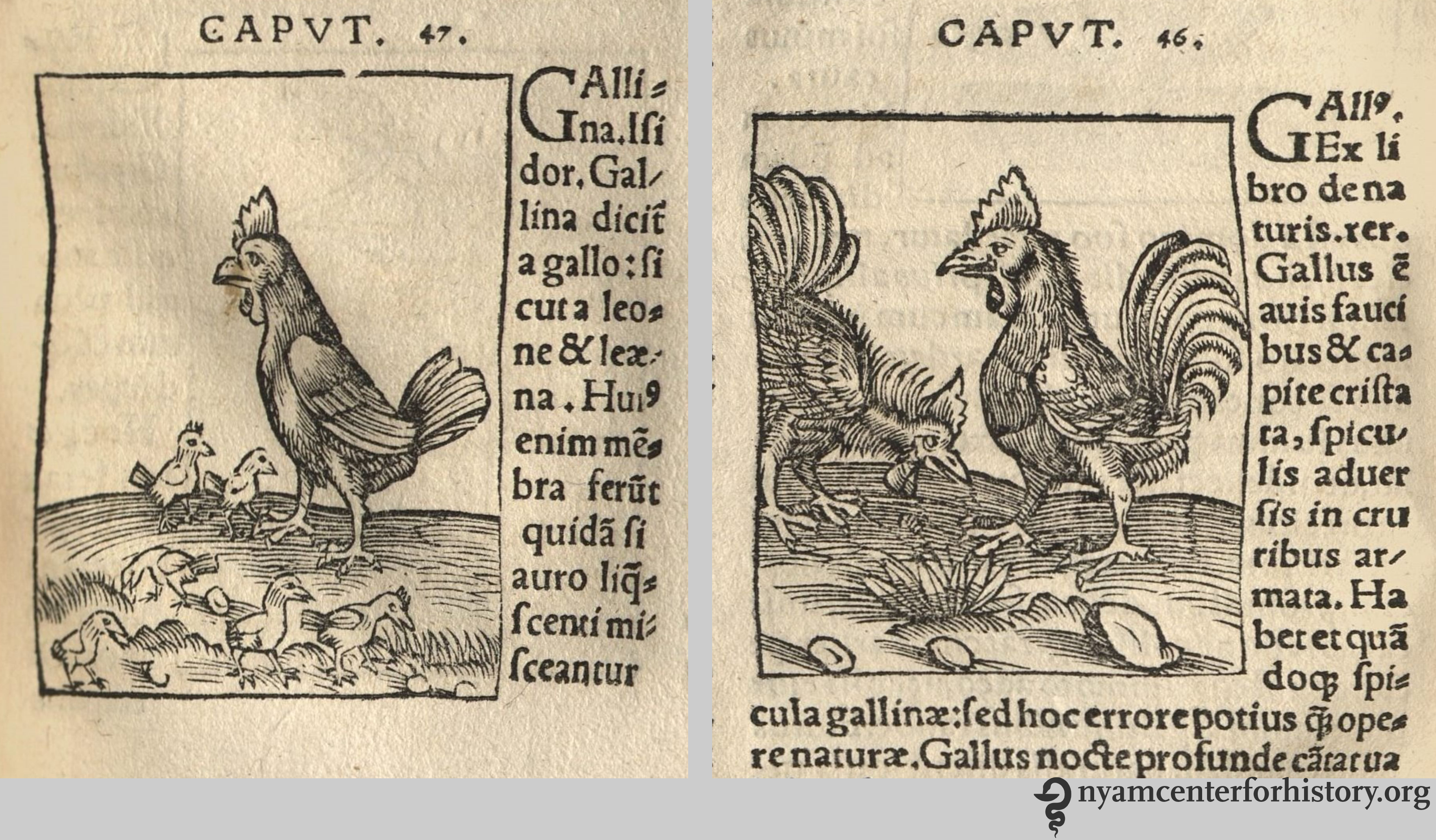 hortus-roosters_1536_watermarked