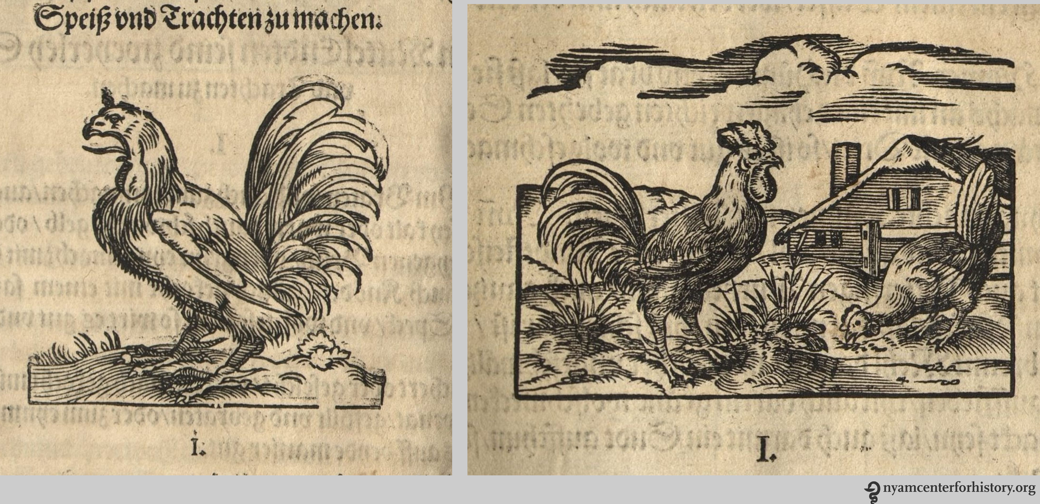 rumpolt-roosters_1581_watermarked