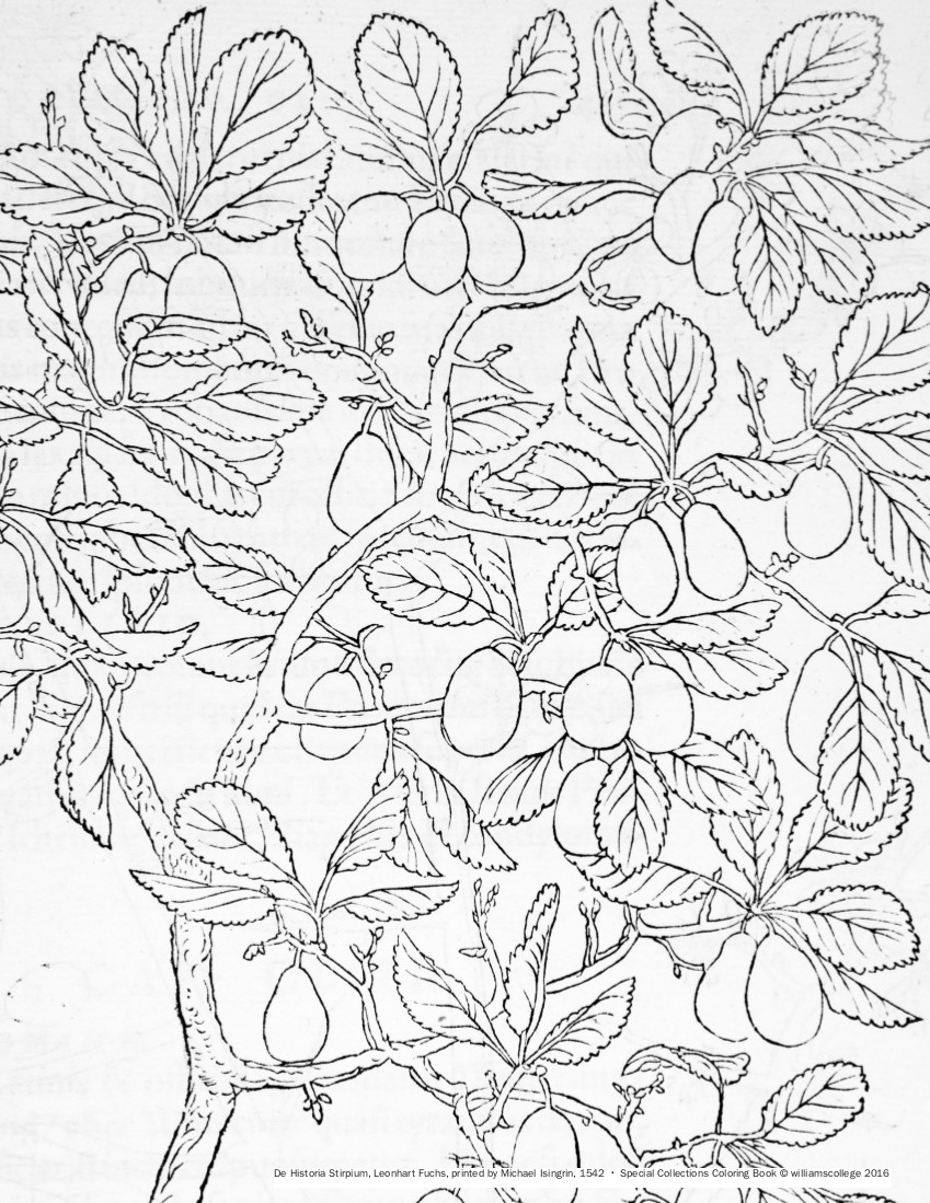 williamscollege_dehistoriastirpiumleonhartfuchs1542