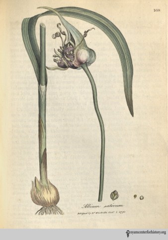 woodville_medicalbotany_garlic_1790_Watermark