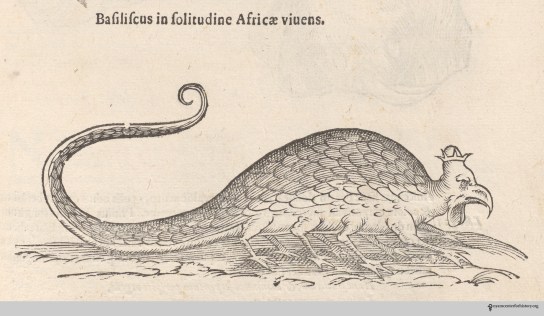 Aldrovandi's Basilisk_watermark
