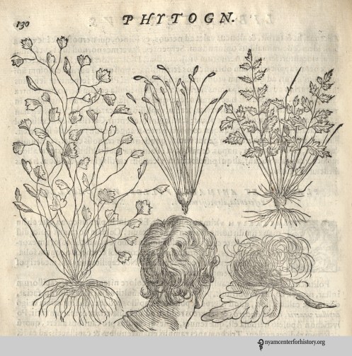 dela Porta_phytognomoinca_hair loss_1588_watermark