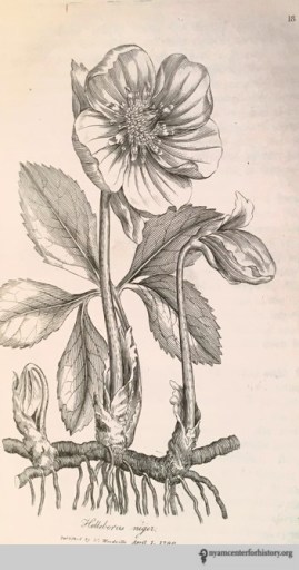 Medical Botany_watermark