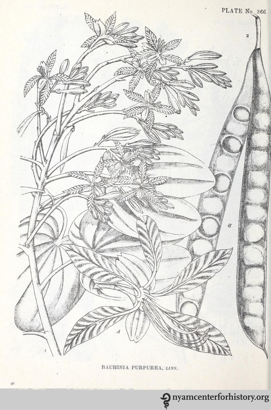 indianmedicinalp00krti_0380_watermark