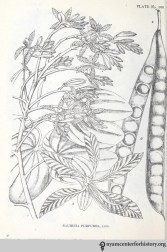 indianmedicinalp00krti_0380_watermark