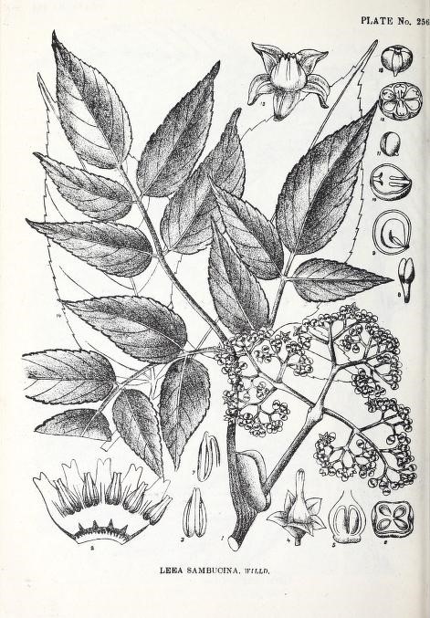 Fig2