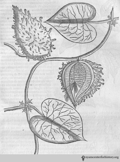 piso_brazil_1648_unknownplant_watermark